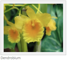 G Dendrobium