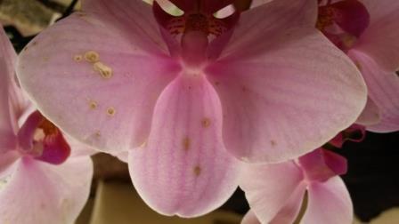 En las flores de mi orquídea aparecen puntos que luego se van secando y van  dejando huecos ¿Qué puede estar pasando? – Cuidados Orquídeas – Orchid Care
