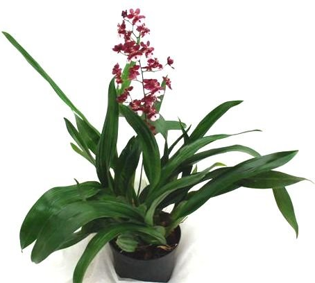 Oncidium – Cuidados Orquídeas – Orchid Care