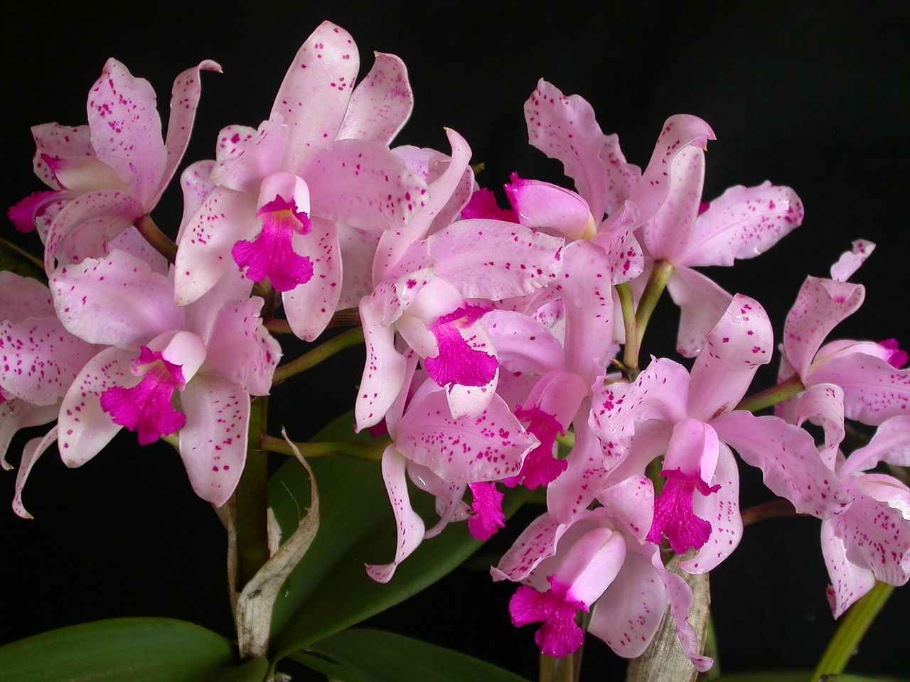 Buscan propiedades medicinales, alimenticias y cosméticas en orquídeas