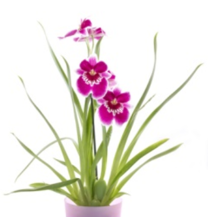 Miltonia / Miltoniopsis – Cuidados Orquídeas – Orchid Care