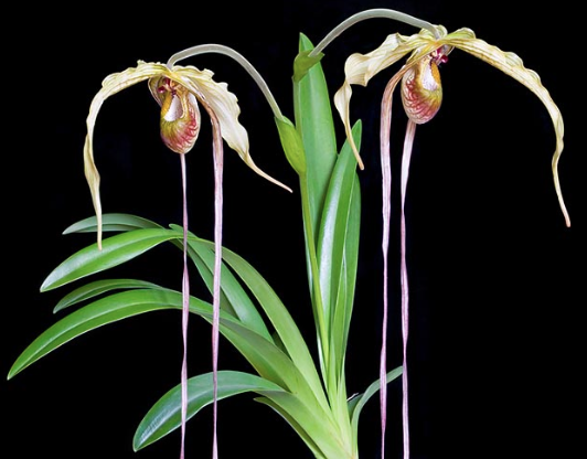 Phragmipedium – Cuidados Orquídeas – Orchid Care