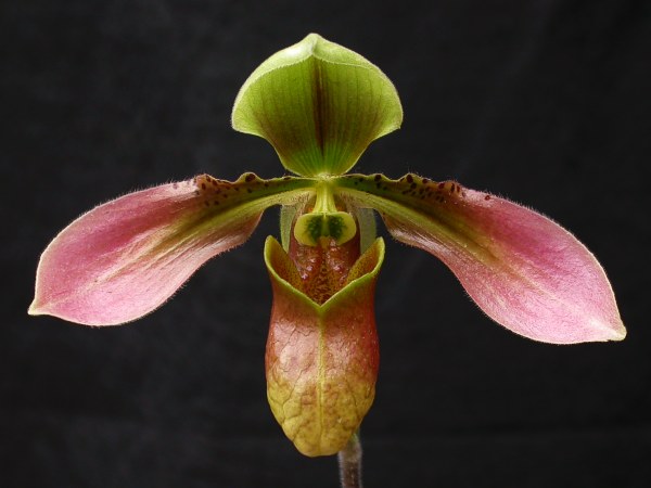 En México se conocen cerca de mil 200 especies de orquídeas