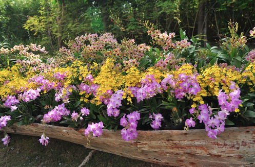 Tus orquídeas no florecen?