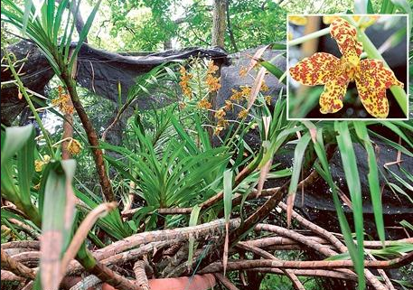 La orquídea más grande del mundo