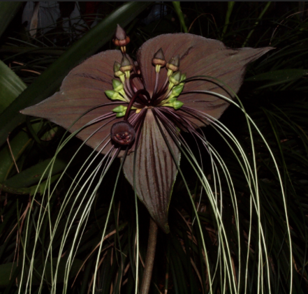 La “Orquídea Murciélago”, que no es orquídea