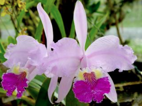 Orquídeas en las cimas de Cuba