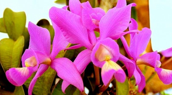 Orquídeas, fomentando el turismo