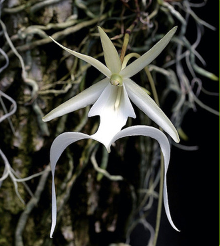 Orquídea Fantasma