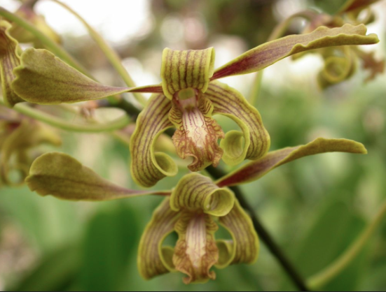 Dendrobium y el frío