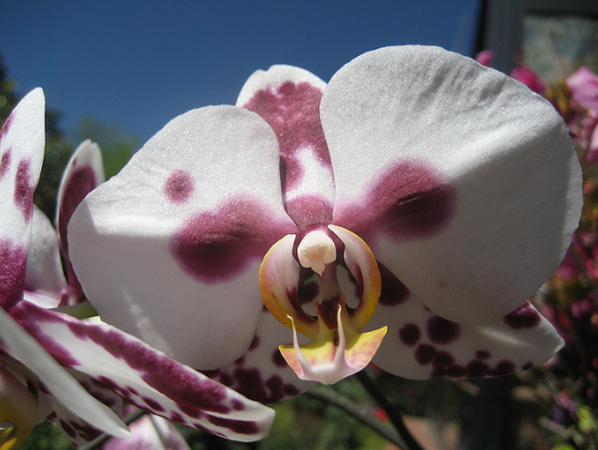 Orquídeas como pan caliente en Concepción