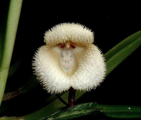 Orquídea “Cara de simio” – Cuidados Orquídeas – Orchid Care
