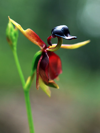 Orquídea “Pato Volador”