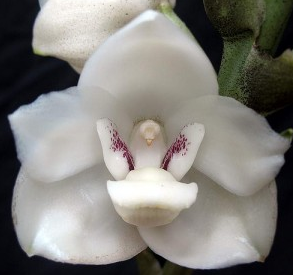 Orquídea “Paloma”