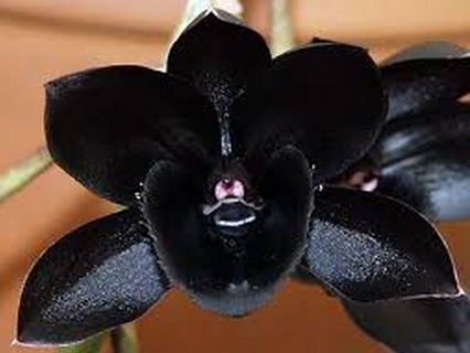 Orquídea negra