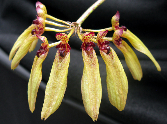 Bulbophyllum picturatum