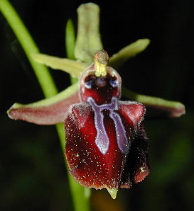 Polinización: engañando a los insectos