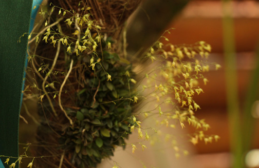 Se descubrió una nueva variedad de orquídea en Montecarlo