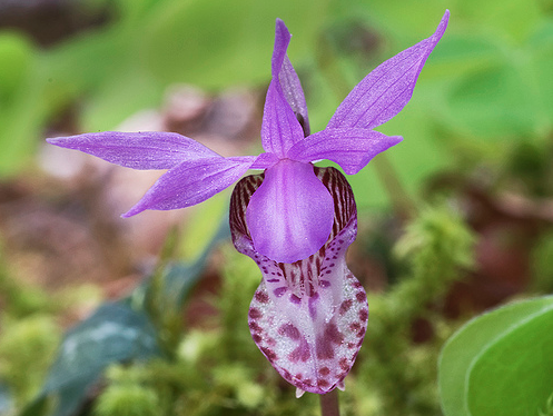 Las orquídeas, especie en extinción aún en los santuarios