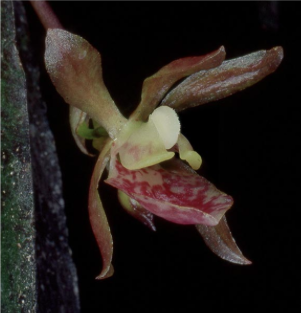 Nueva especie de orquídea para Costa Rica