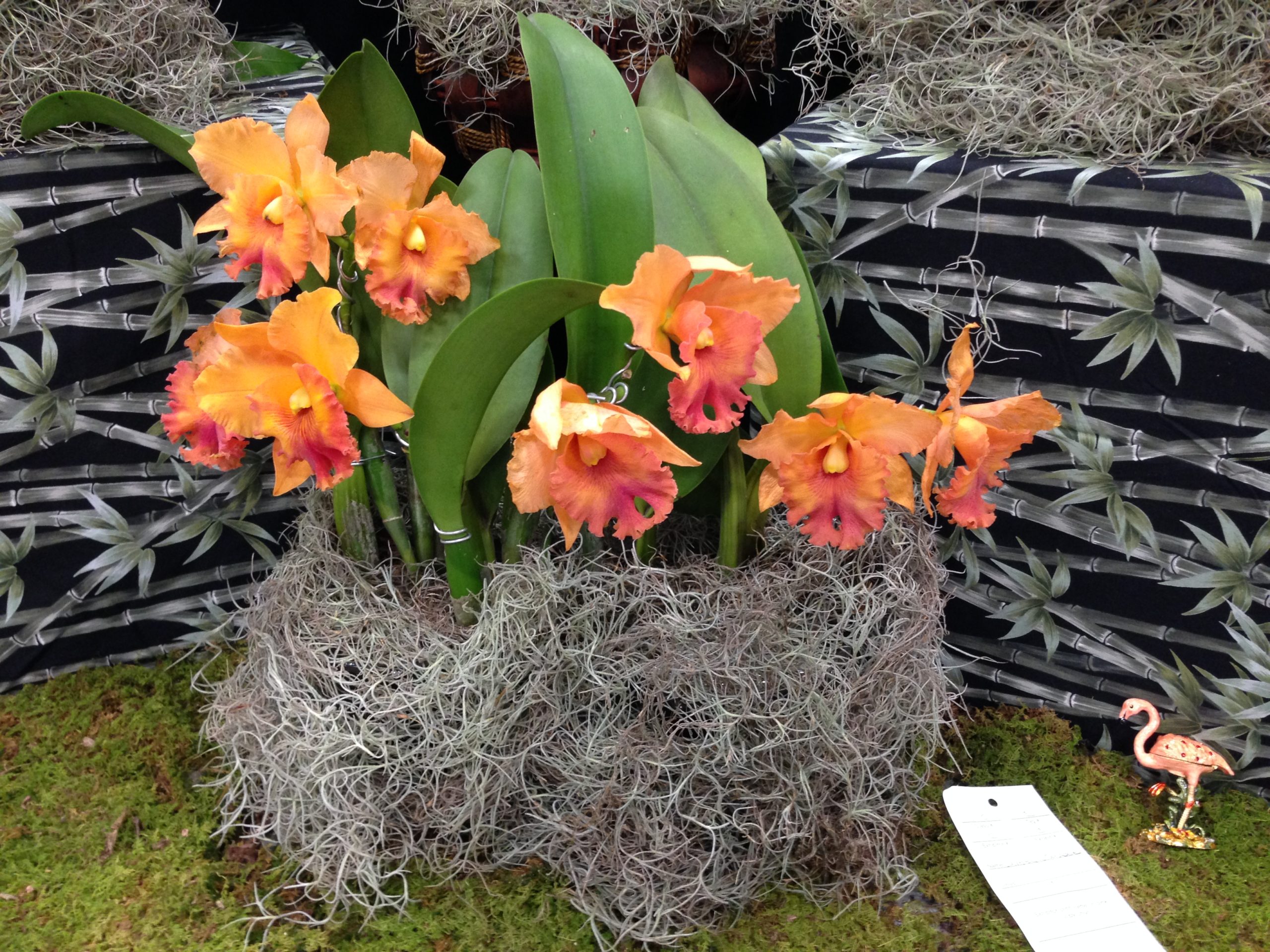 67th South Florida Orchid Society Expo – Fotos