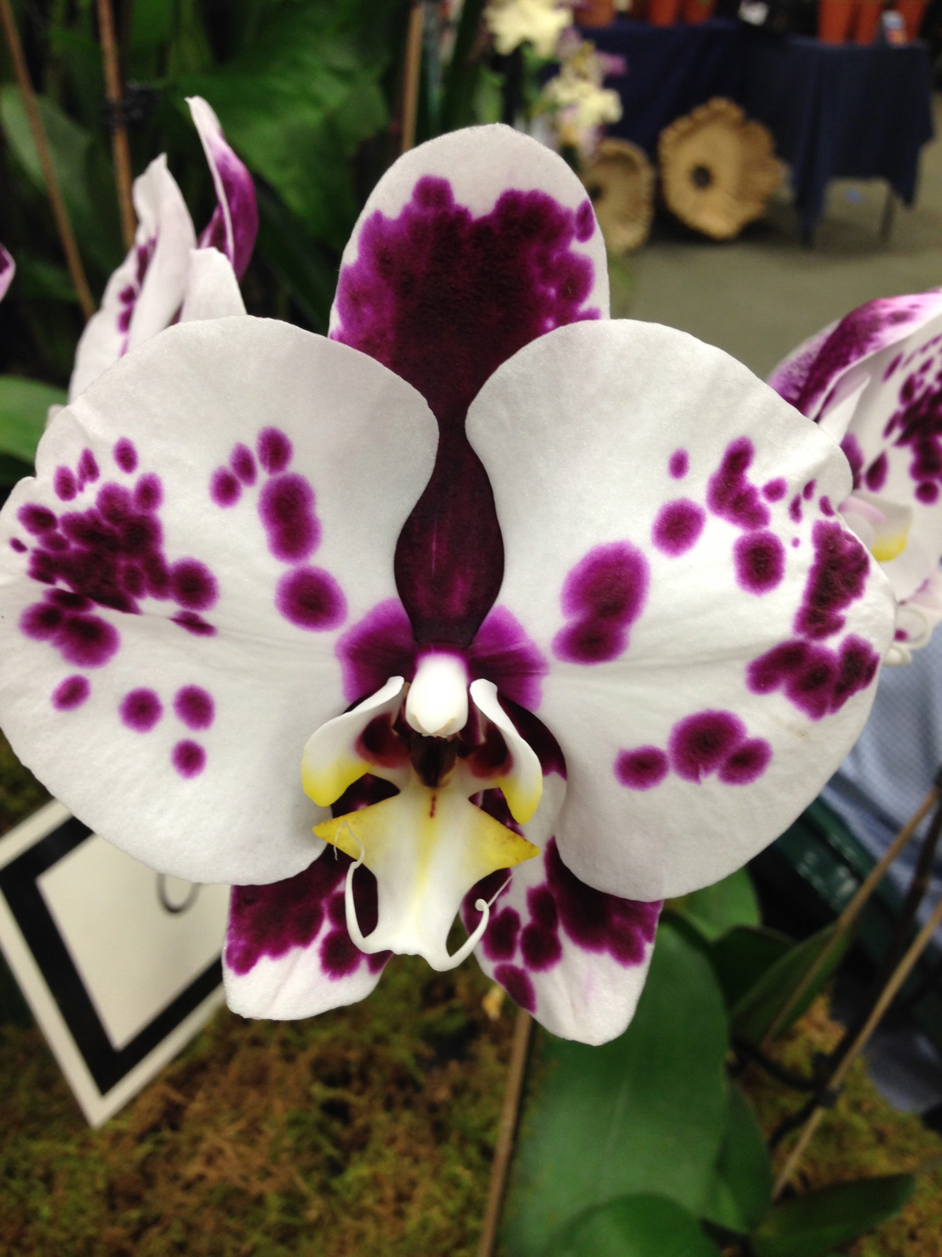 67th South Florida Orchid Society Expo – Fotos II