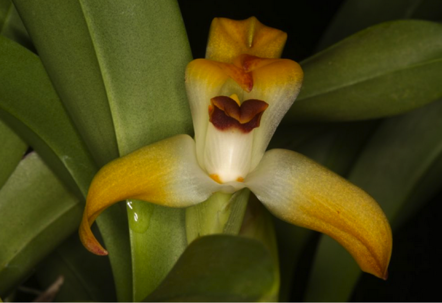 Orquídea Mombacho