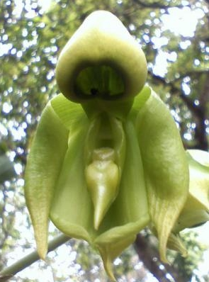 Monk Orchid