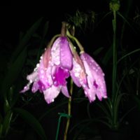 IMG_3528