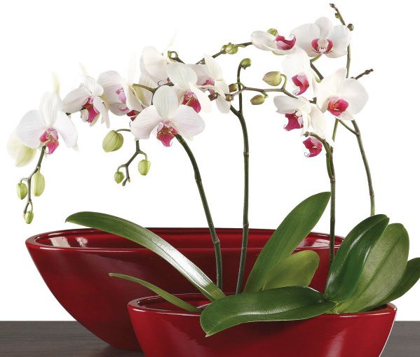 Orquídeas para principiantes: 3 errores comunes – Cuidados Orquídeas –  Orchid Care