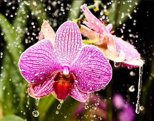 Como debo regar mis orquídeas?