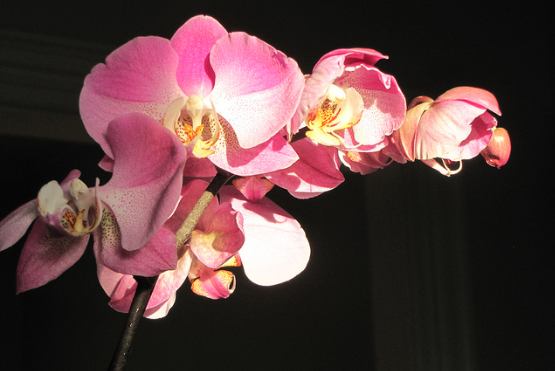 Cuanta luz necesitan tus orquídeas?