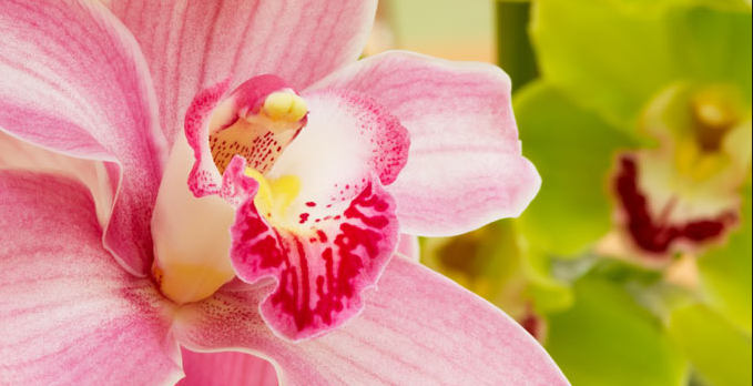 Desarrollan estudiantes de la UPV germinador autónomo de orquídeas