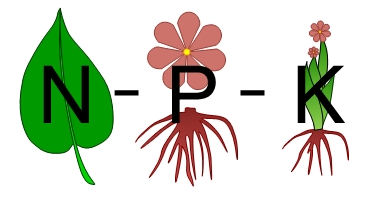 Que fertilizante debes usar para tus orquídeas?