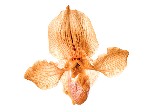 Tus orquídeas perdieron sus flores en solo unos días? – Cuidados Orquídeas  – Orchid Care
