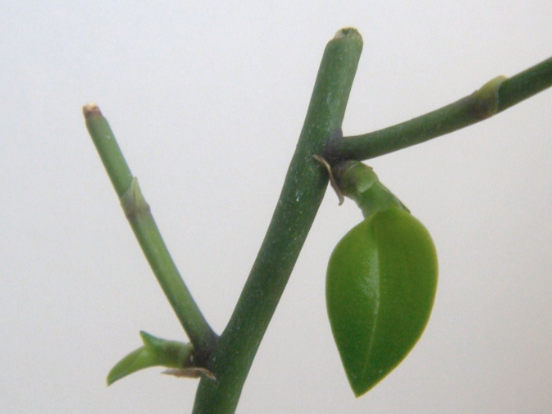 Cortar o no los tallos de tu Phalaenopsis?