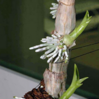 keiki dendrobium