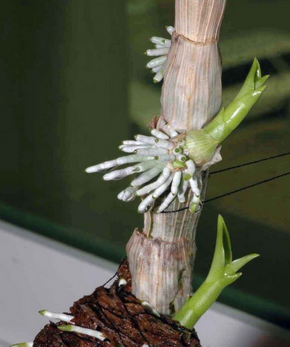 Parcial Ordinario oasis Orquídeas y raíces aéreas… Que hacer con ellas? – Cuidados Orquídeas –  Orchid Care