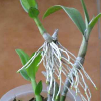 keiki dendrobium 2