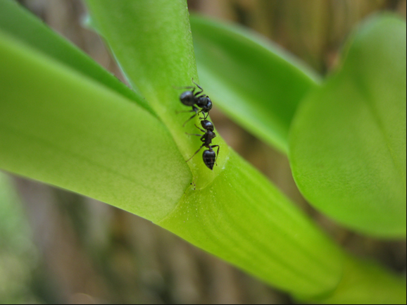 Ants on your orchids?