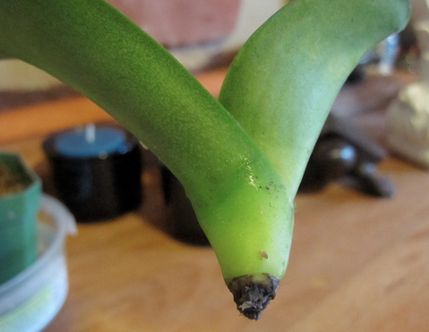 Your orchid lost its roots? This trick is for you!