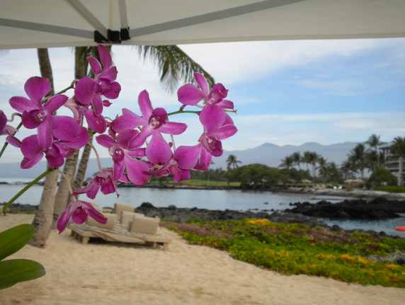 Tu, de vacaciones!!  Y tus orquídeas?