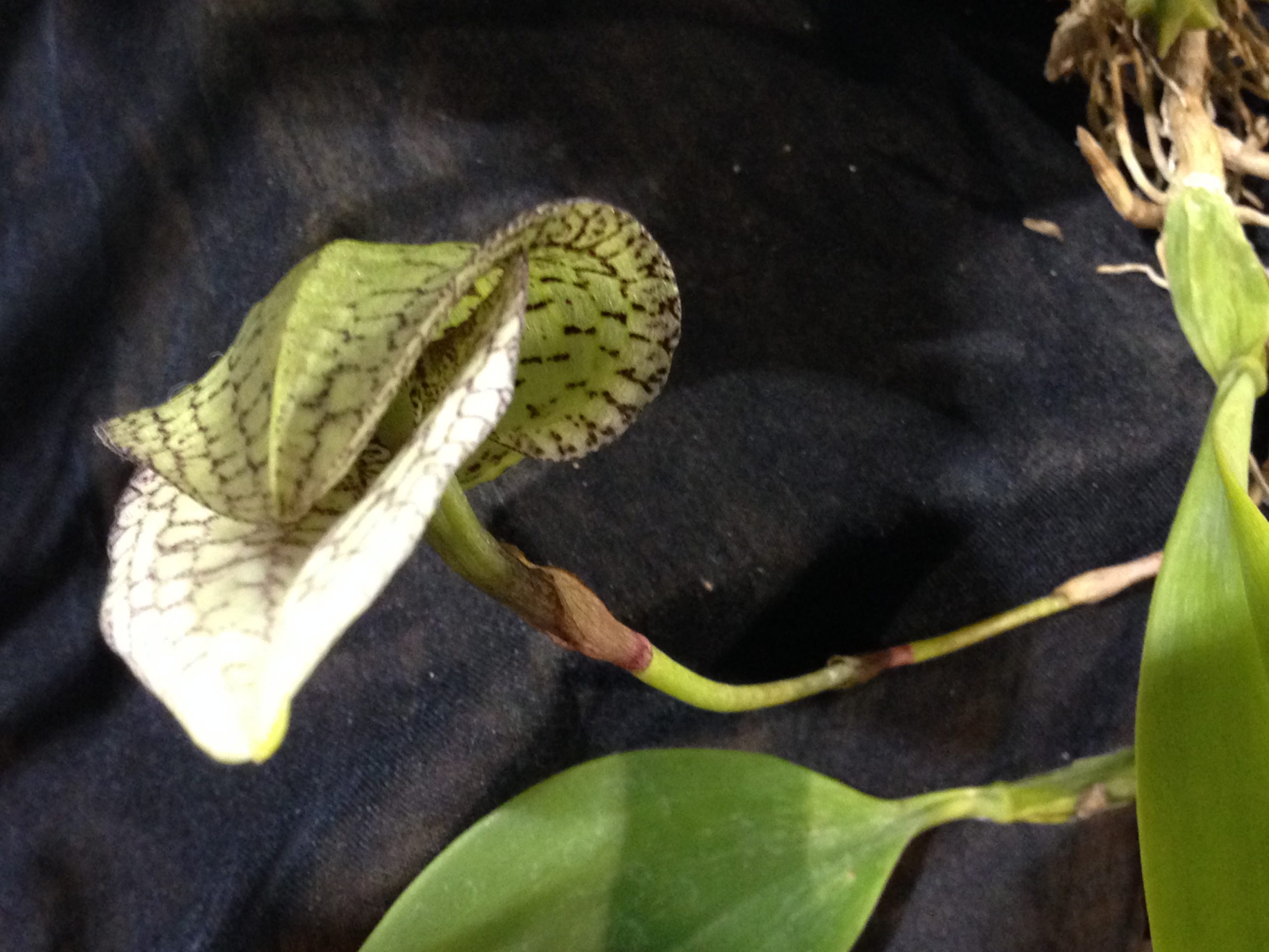 Photos Tamiami International Orchid Show 2014 – Part 1