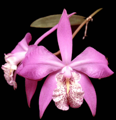 La flor de mayo, una de las orquídeas más carismáticas de México, en peligro de extinción