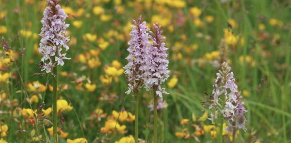 Orquídeas: cuidados para Primavera