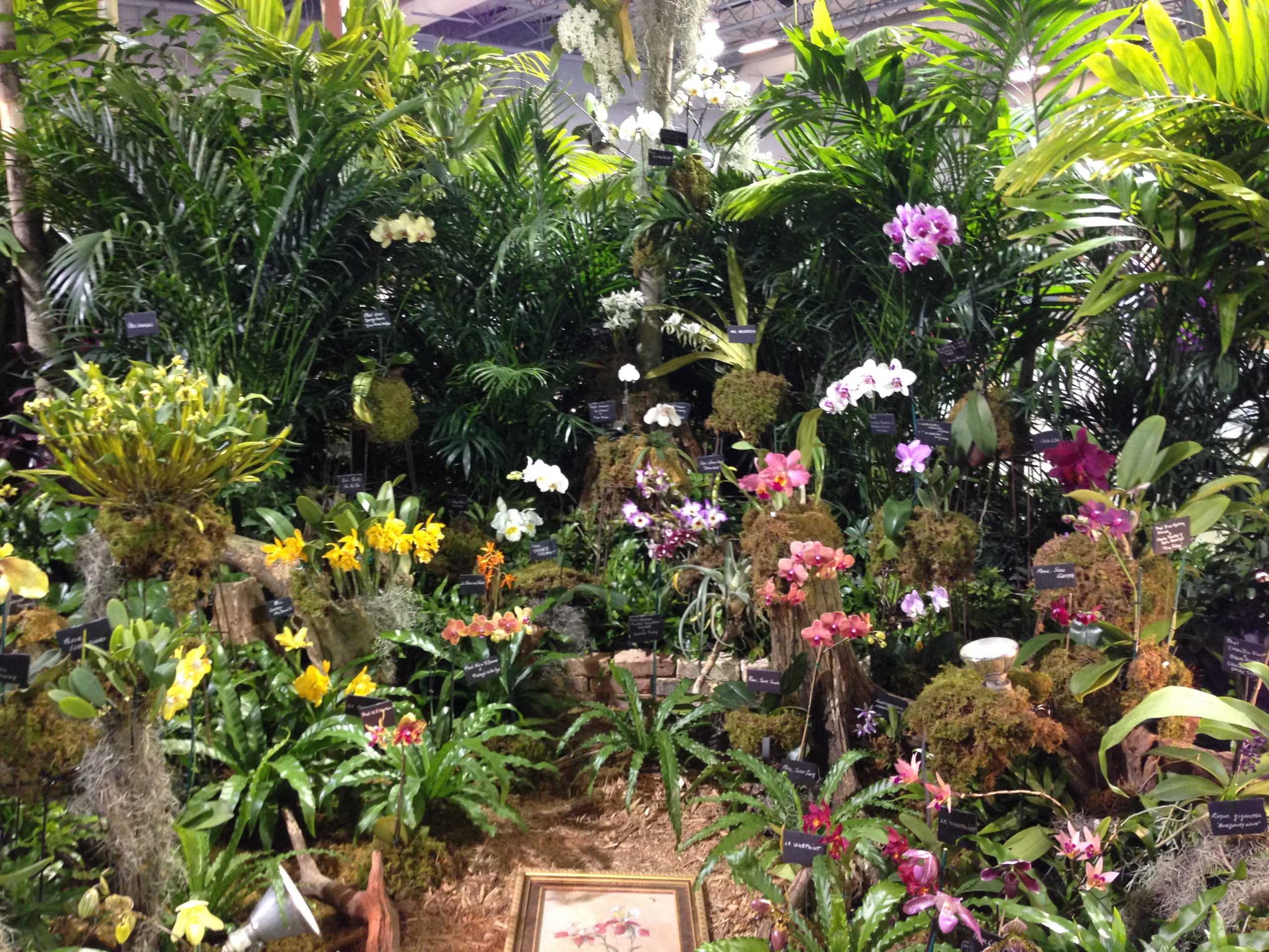 Photos Tamiami International Orchid Show 2014 – Part 2