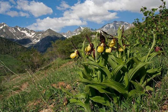 Las orquídeas protagonizan una exposición científica en Ibercaja Zentrum