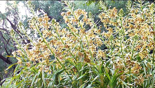 Brasil tiene la mayor orquídea del mundo