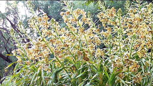 Brazil has the biggest orchid in the world