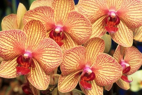 Phalaenopsis y sus híbridos